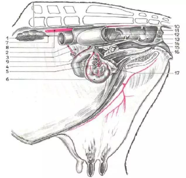 猫咪难产卡在产道里了怎么办？