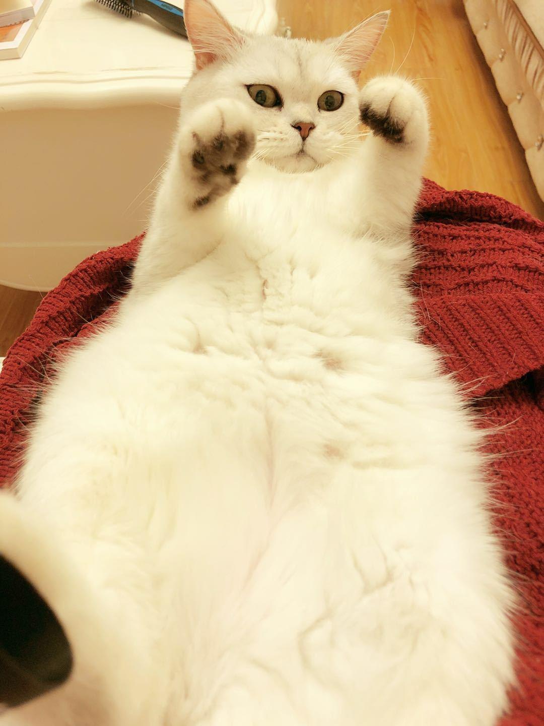 第一次养猫到底要准备多少钱才够? 第一次养猫到底要准备多少钱才够?