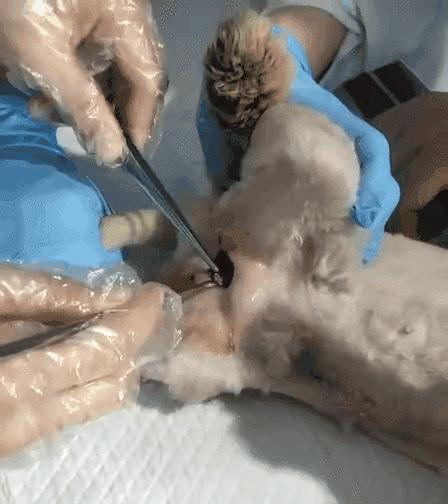 猫咪耳朵流脓就是中耳炎吗？