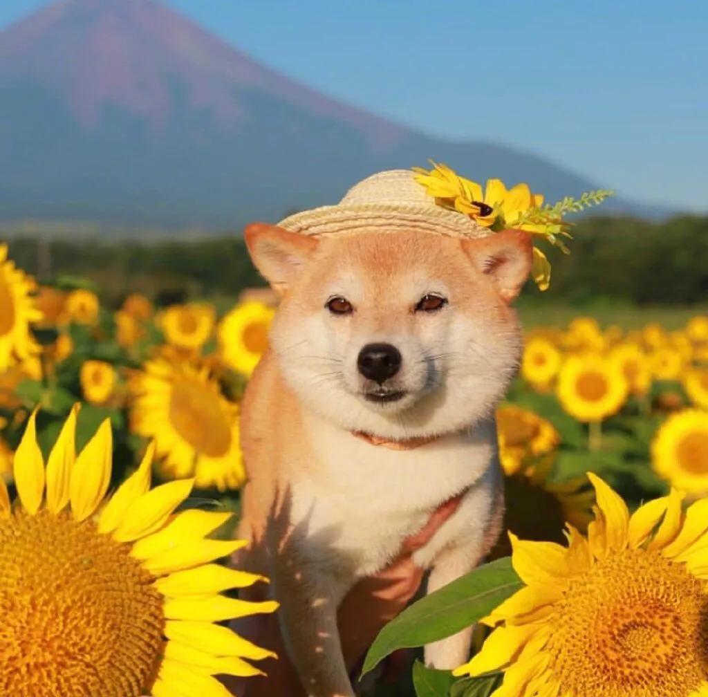 你家猫咪真的把你当家人了吗? 你家猫咪真的把你当家人了吗?