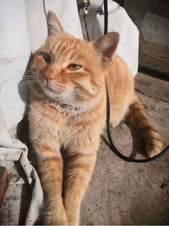 猫咪频繁舔肚子？小心子宫积液在作祟！