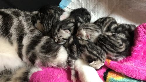 小奶猫到底多大才能断奶? 小奶猫到底多大才能断奶?