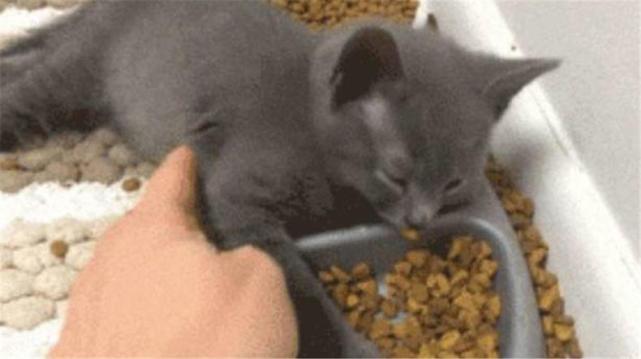 猫咪突然死了该怎么处理？