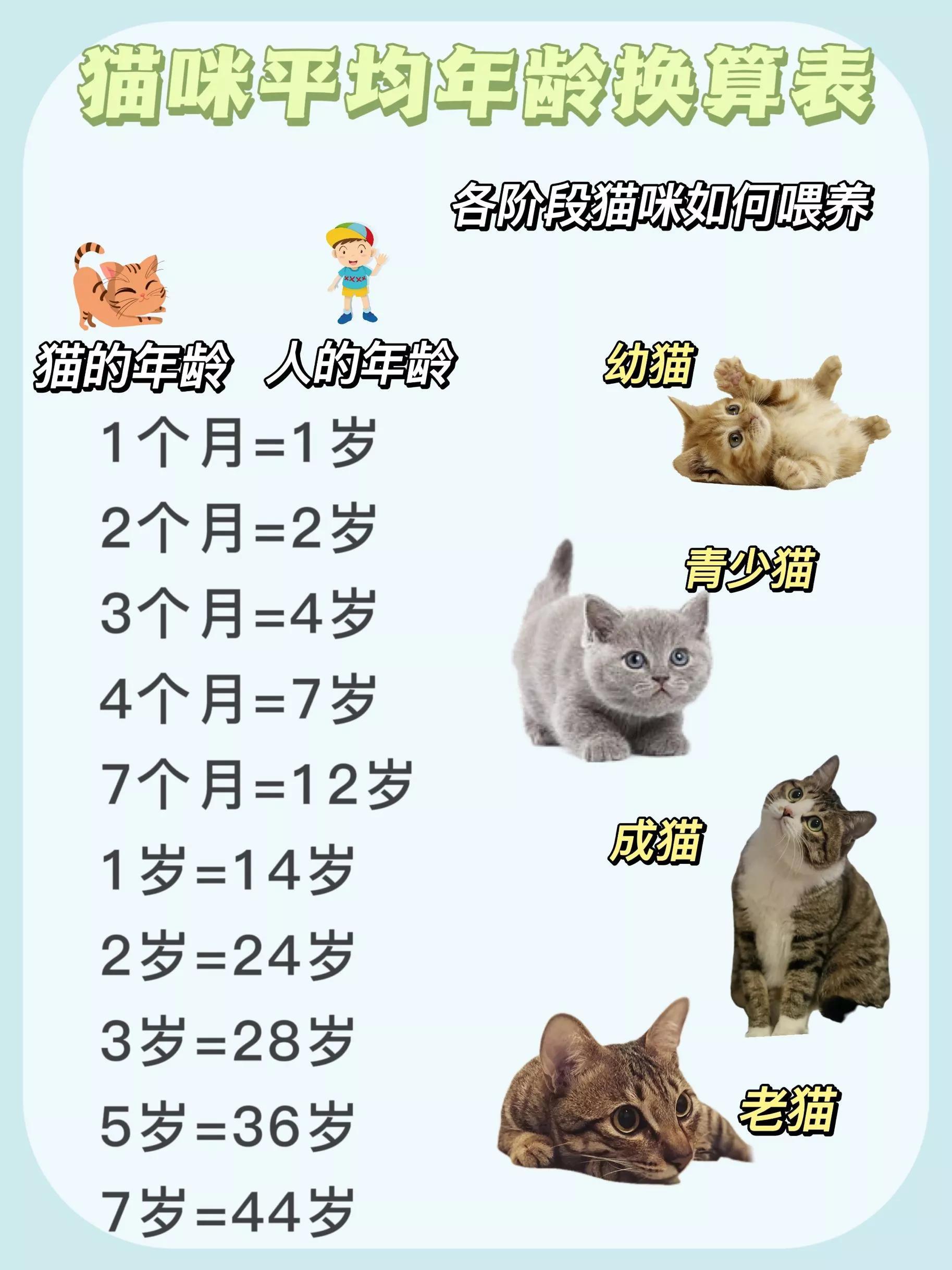 猫咪为什么总把猫粮扒到地上? 猫咪为什么总把猫粮扒到地上?