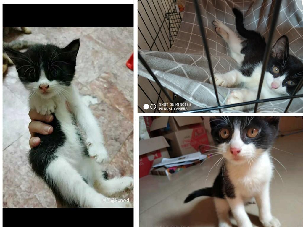 猫咪到底几个月大绝育最合適？