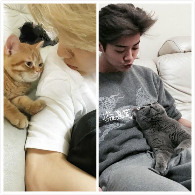 新手铲屎官该怎么给猫主子起个不烂大街的名字？