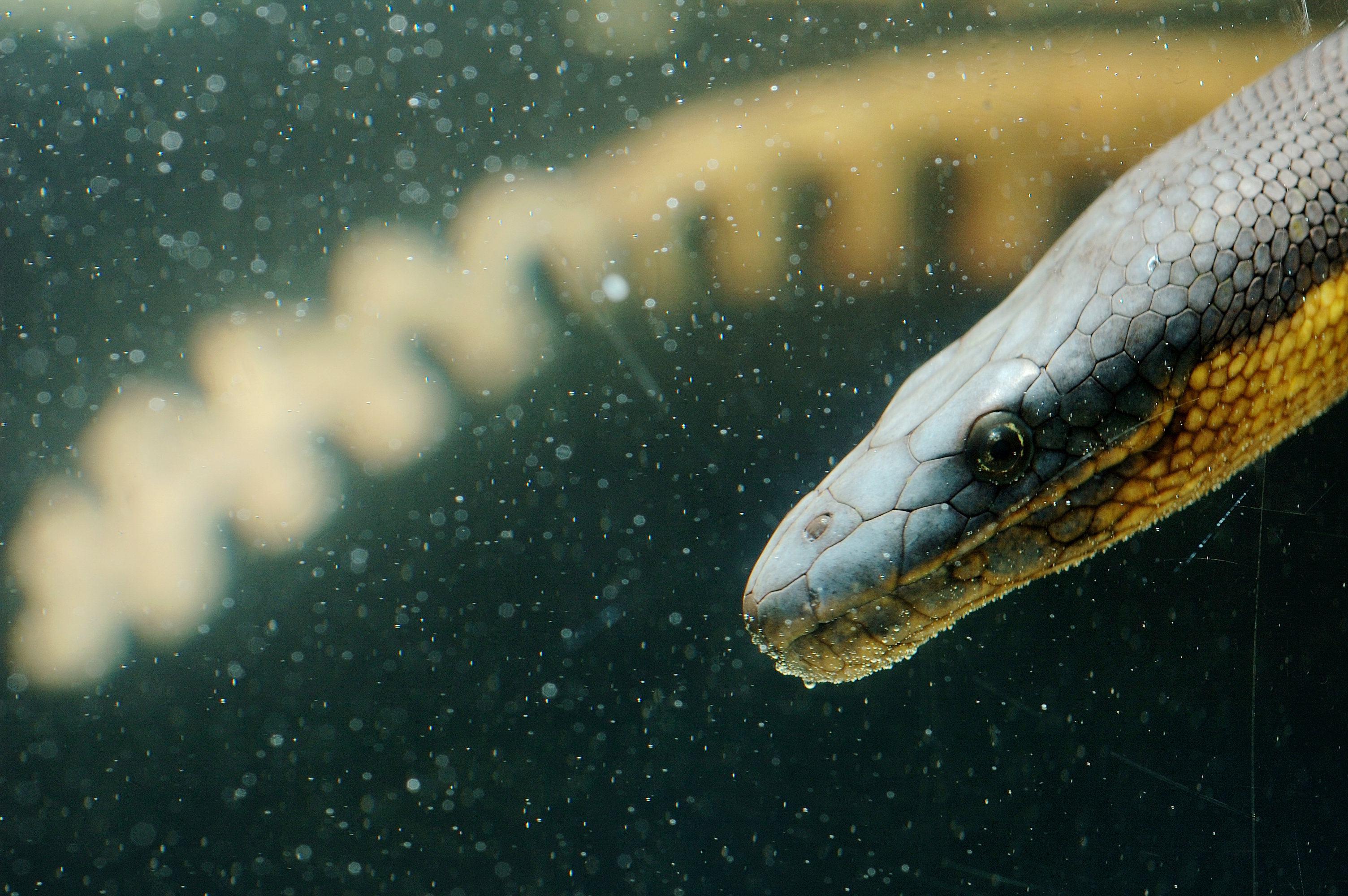 猫咪体内驱虫真的有必要每月做吗？