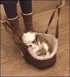 带猫主子坐飞机有多麻烦？