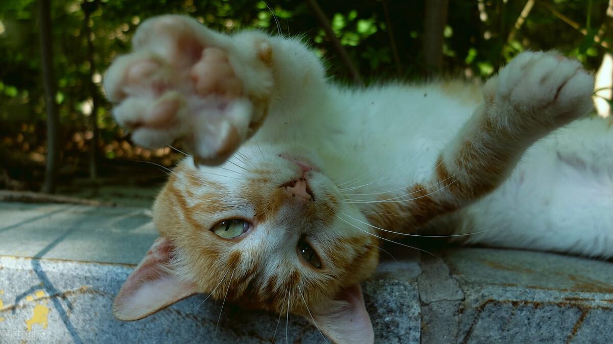 猫咪突然吐黄水可以喝小米粥吗? 猫咪突然吐黄水可以喝小米粥吗?