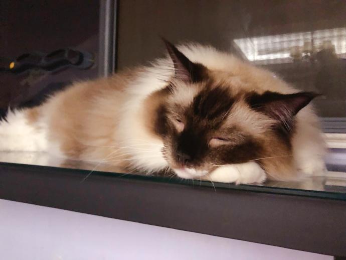 猫咪天天在家舔毛，为啥还要每月驱虫？