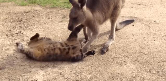 为什么看到猫咪就忍不住想rua？