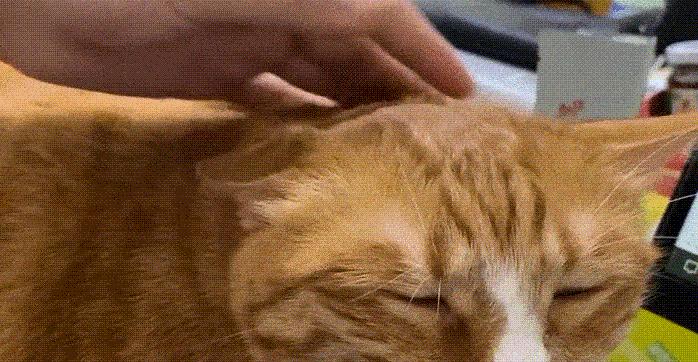 你家猫对你慢慢眨眼时到底在想什么？