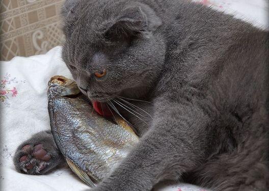 小猫咪吃鱼真的不会卡喉咙吗？