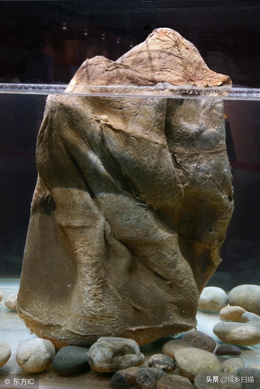 太岁真的能吃吗？挖到一块能卖上百万？