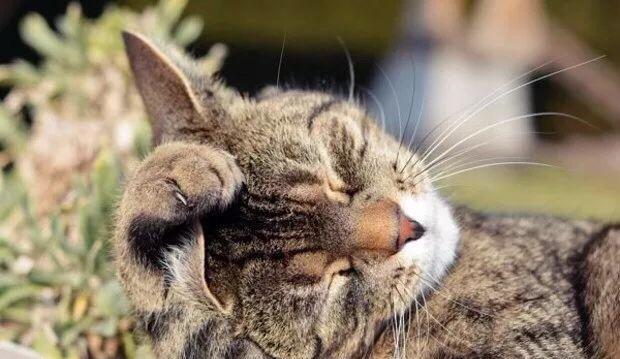 猫咪肉垫肿得像小馒头?新手该如何紧急处理? 猫咪肉垫肿得像小馒头?新手该如何紧急处理?