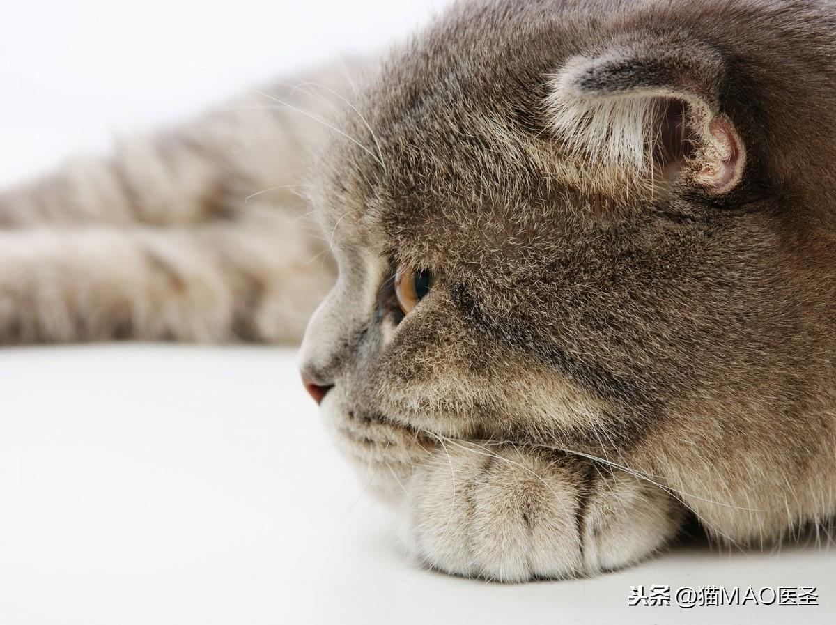 你家猫突然瘫软倒地？可能正在经历低血糖危机！