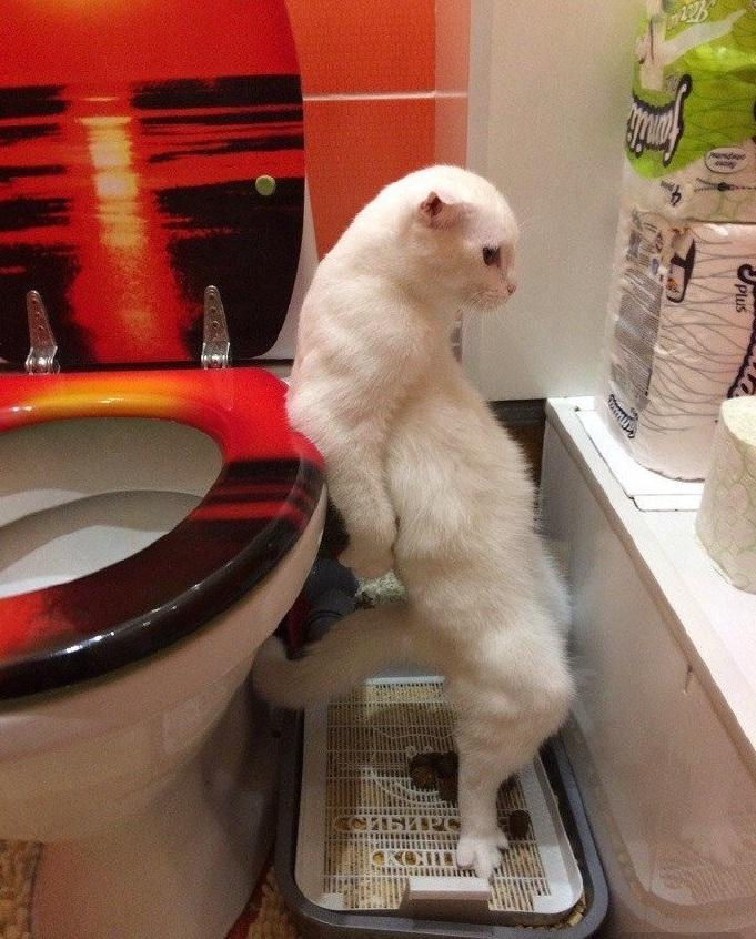 你家猫主子的便便健康吗？