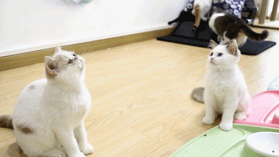 芒通华人论坛到底怎么玩?新手必看避坑指南 芒通华人论坛到底怎么玩?新手必看避坑指南