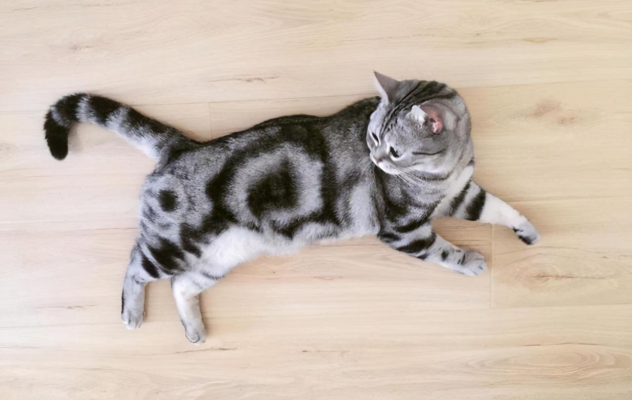 新手养猫到底该不该跟风混 猫咪网络 ? 新手养猫到底该不该跟风混 猫咪网络 ?