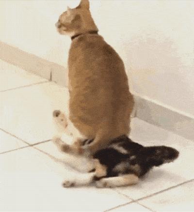 一汽大众CC最新报价解析，哪款配置最值得入手，购车优惠如何把握