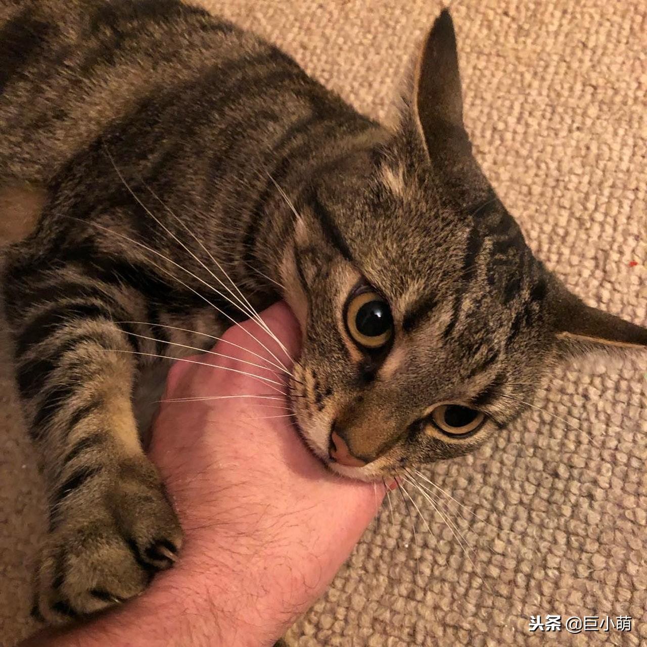 猫咪咕咕叫真的是在表达开心吗？