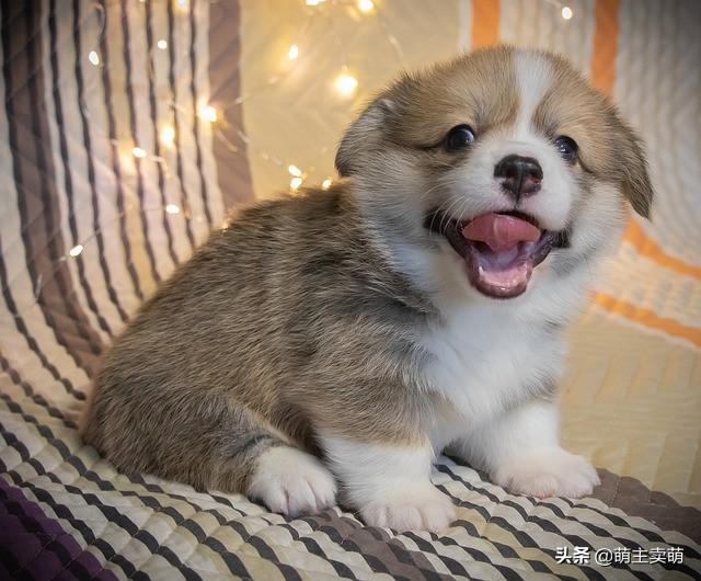 猫咪驱虫后呕吐正常吗？新手必看处理指南