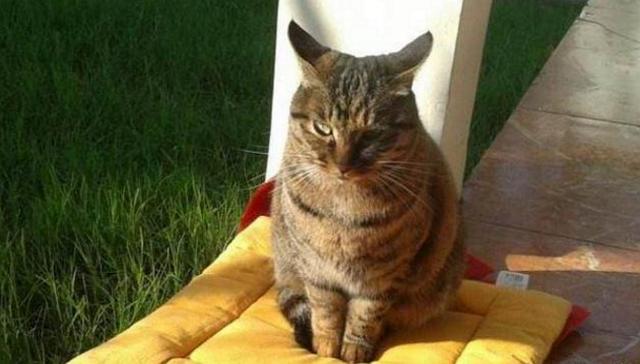 猫咪打喷嚏停不下来是生病了吗? 猫咪打喷嚏停不下来是生病了吗?