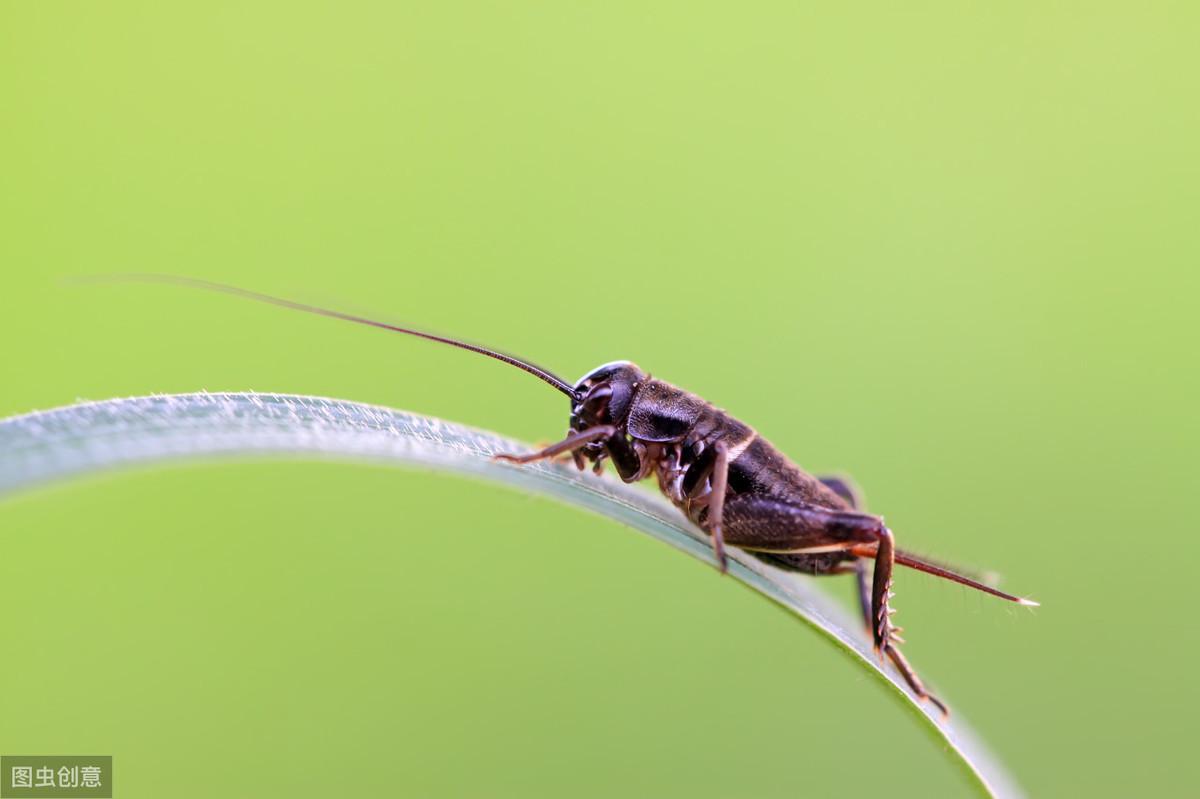 淘宝刷流量（最全的淘宝刷流量方法）