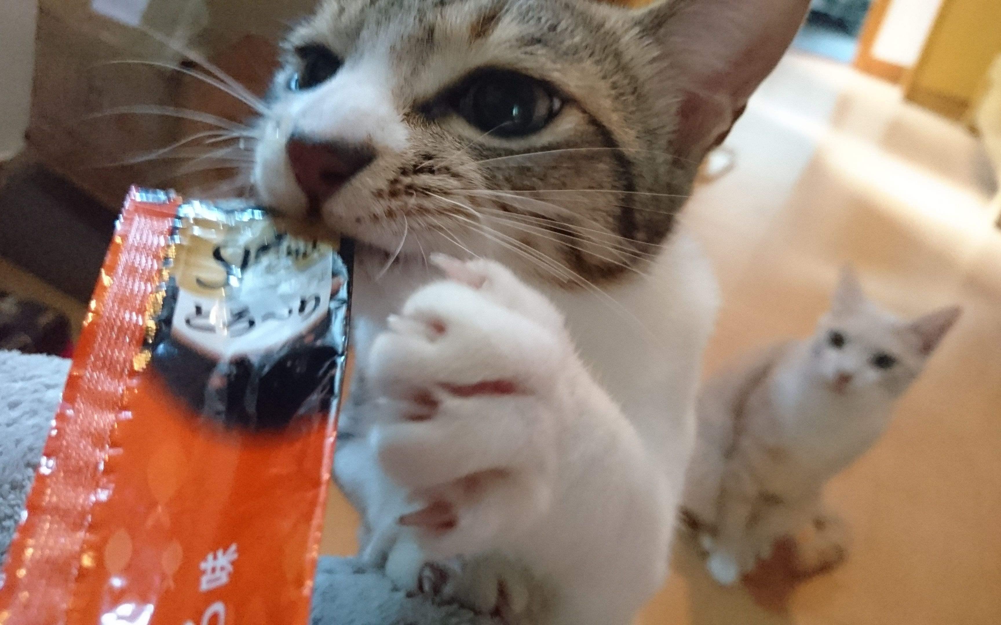 猫咪夏天突然绝食是为啥？铲屎官必看保命指南