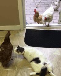 为什么别人的猫咪动图总能萌到心坎里？