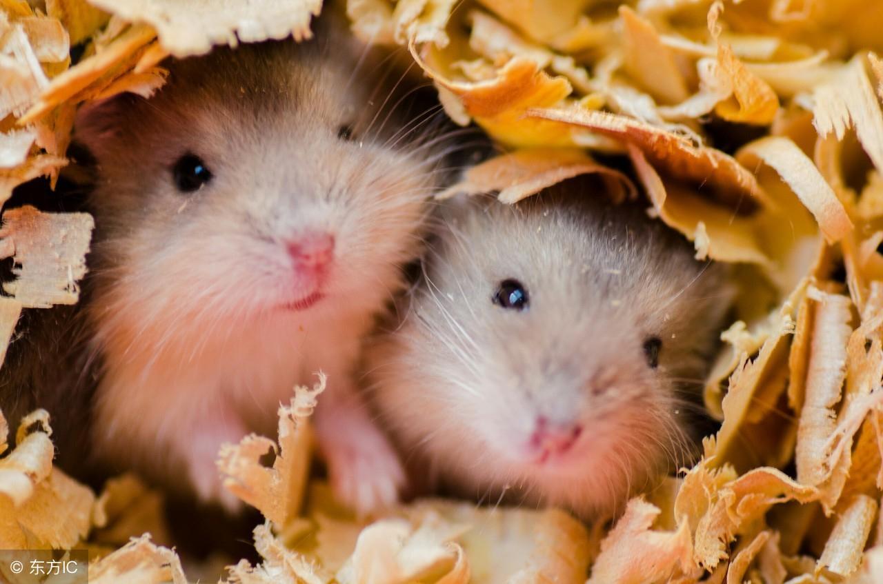 生肖三合真能决定人际关系？