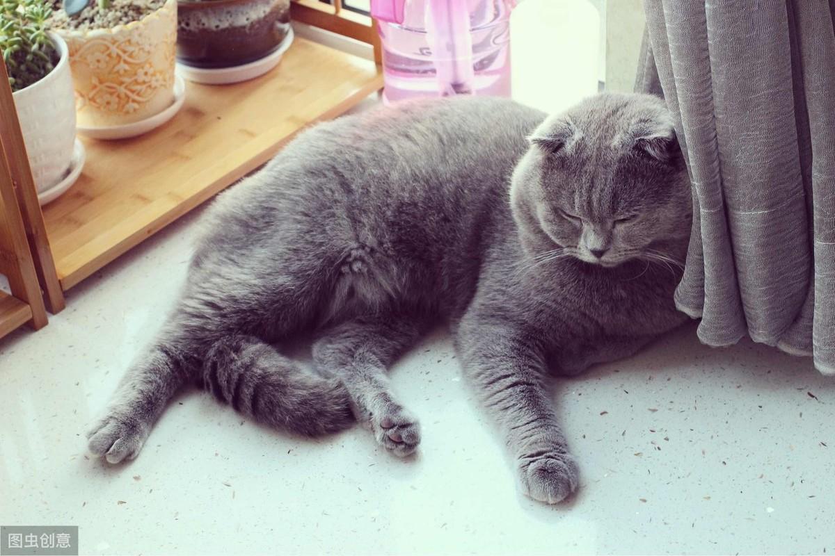 如何把小猫咪写得让人忍不住想撸？