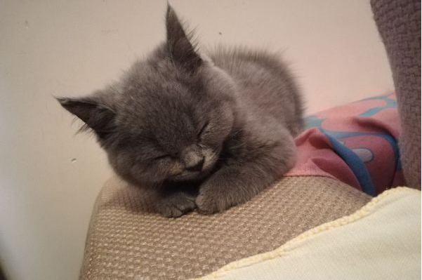 你家猫咪突然拆家是因为吃醋了吗？