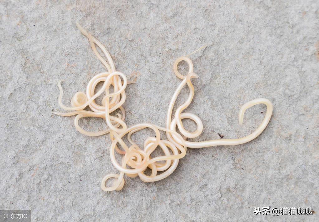 猫咪身上跳蚤怎么彻底清除？新手养猫必看除蚤指南