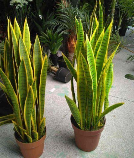 焦俊艳再发声，澄清和高以翔只是朋友，文中有1个错别字看到没？