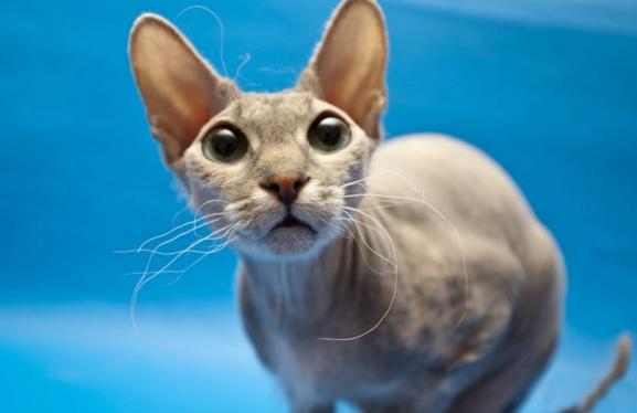 第一次养猫需要避开哪些喂养误区? 第一次养猫需要避开哪些喂养误区?