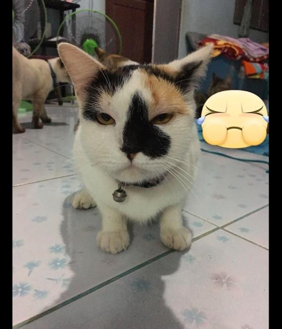 猫咪发出拖拉机声是生病了吗？