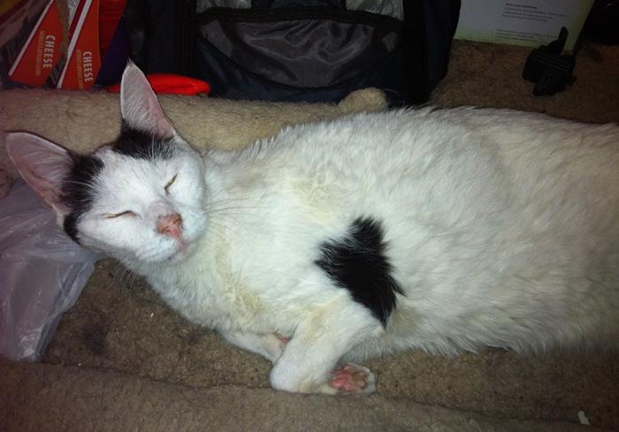 猫咪突然尿不出会猝死吗？