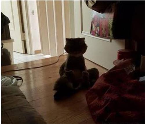 手残党也能玩转猫咪很可爱游戏吗？