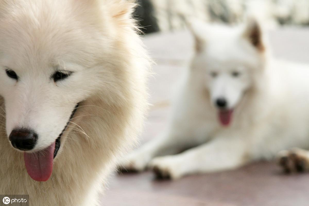 第一次进炎狼领地该怎么操作？