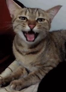 猫咪总打喷嚏是感冒了吗？