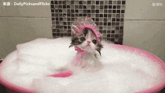 两个月大的猫咪洗澡会要命吗？