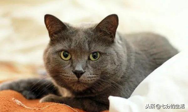 养猫新手必看!驱虫药选错真的会害死猫吗? 养猫新手必看!驱虫药选错真的会害死猫吗?