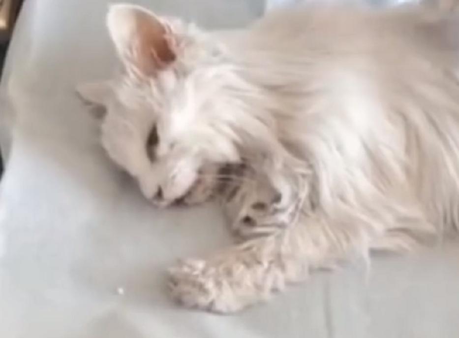 给猫咪火化到底要花多少钱才不被坑？