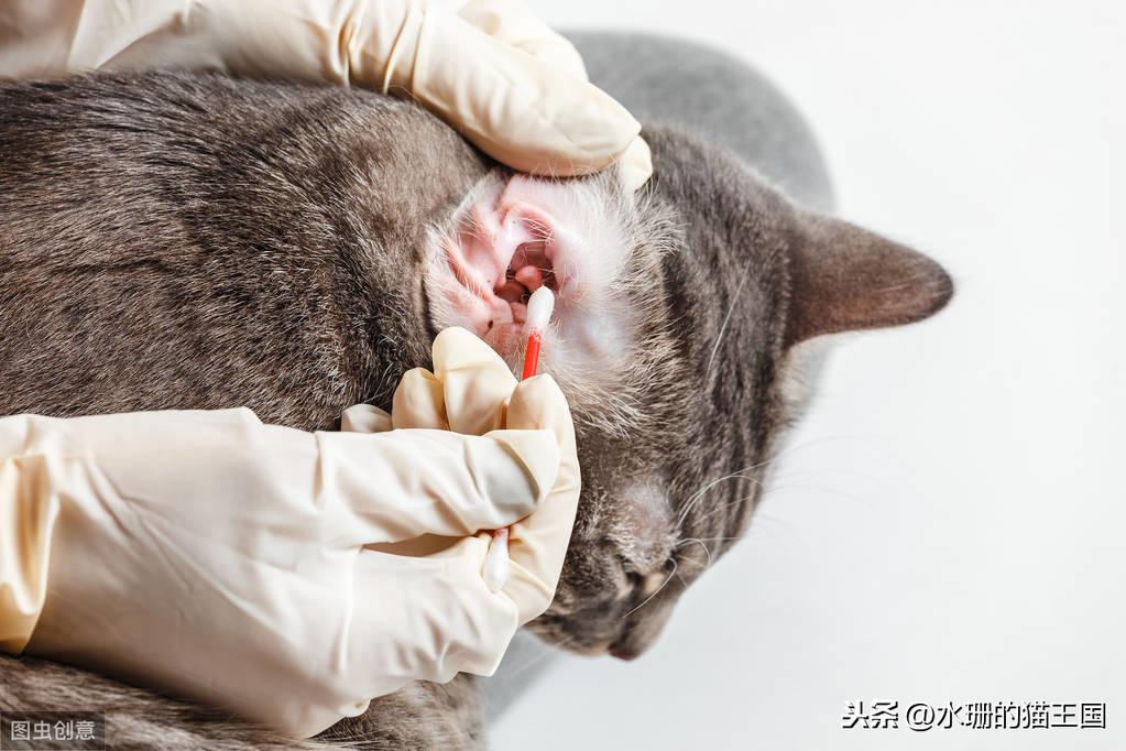 猫咪嘴巴发炎怎么办?这些救命药你可能不知道 猫咪嘴巴发炎怎么办?这些救命药你可能不知道