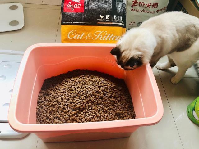 猫咪动态表情到底怎么玩才不翻车? 猫咪动态表情到底怎么玩才不翻车?