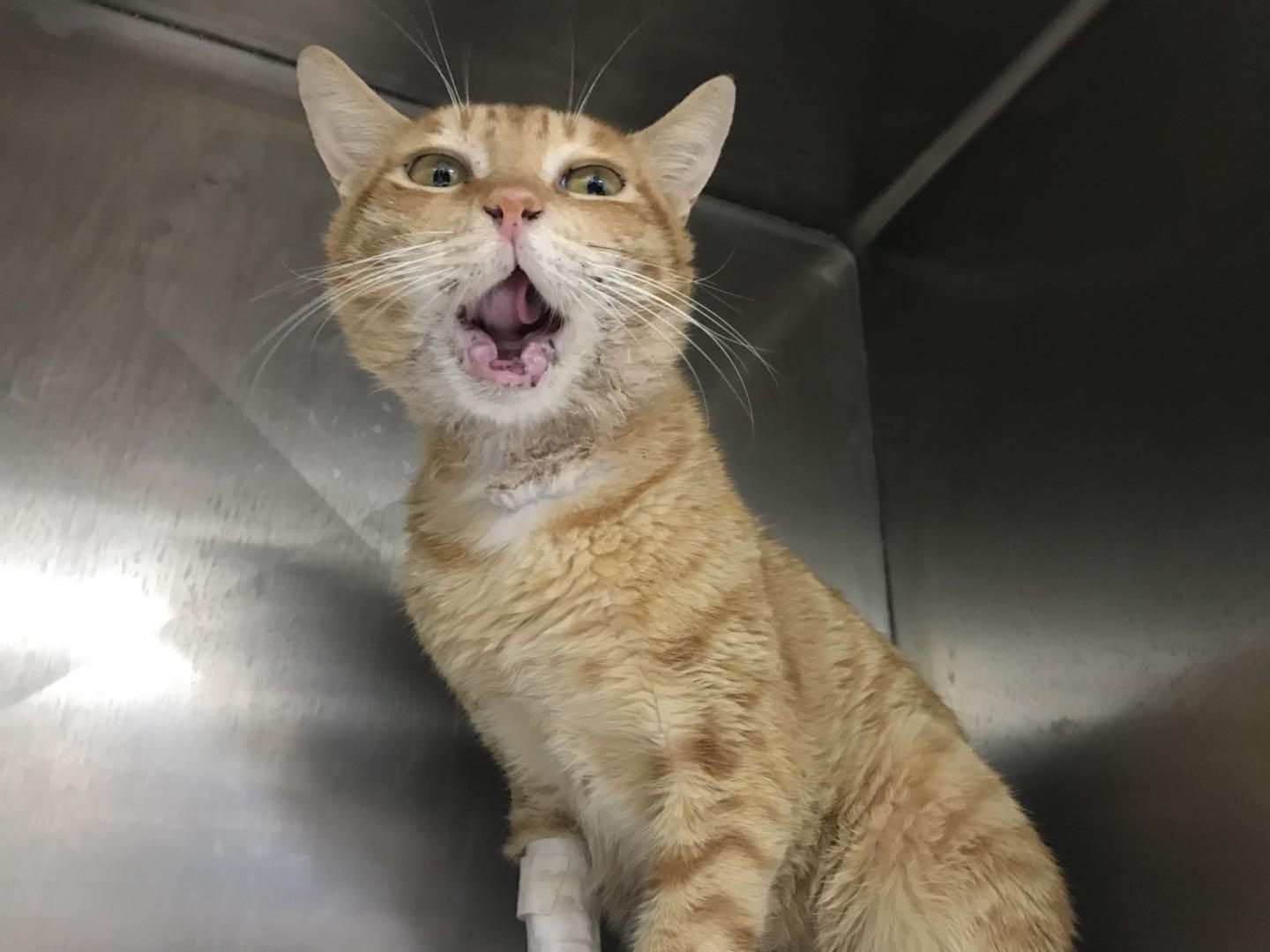 猫咪眼睛长了息肉会自己消失吗? 猫咪眼睛长了息肉会自己消失吗?