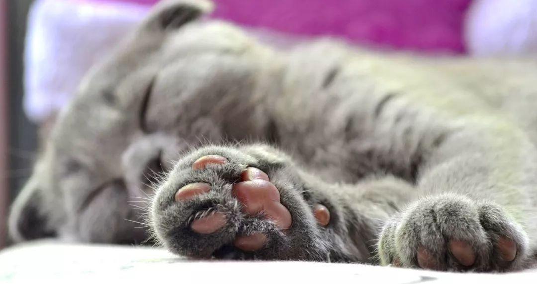 第一次养猫到底要踩多少坑? 第一次养猫到底要踩多少坑?