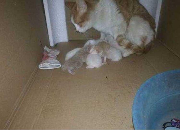 猫咪拉稀就是着凉惹的祸? 猫咪拉稀就是着凉惹的祸?