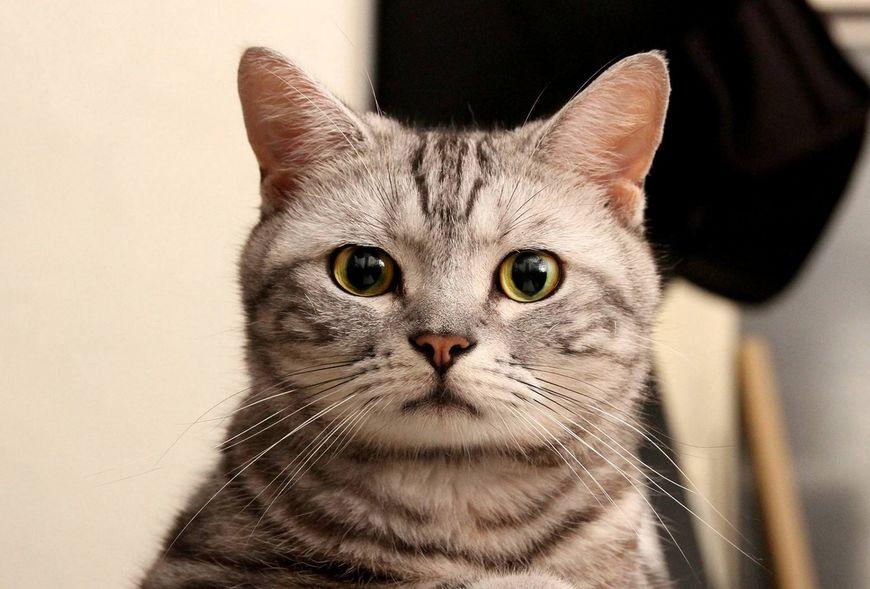 小猫咪突然打喷嚏流鼻涕？新手铲屎官该怎么办？